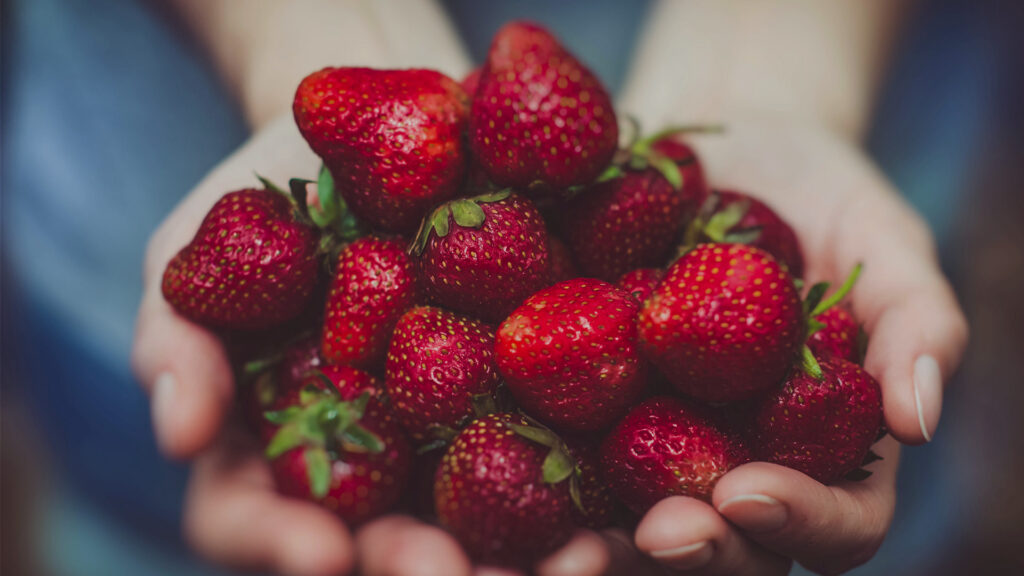 Hands holding a pile of strawberries.