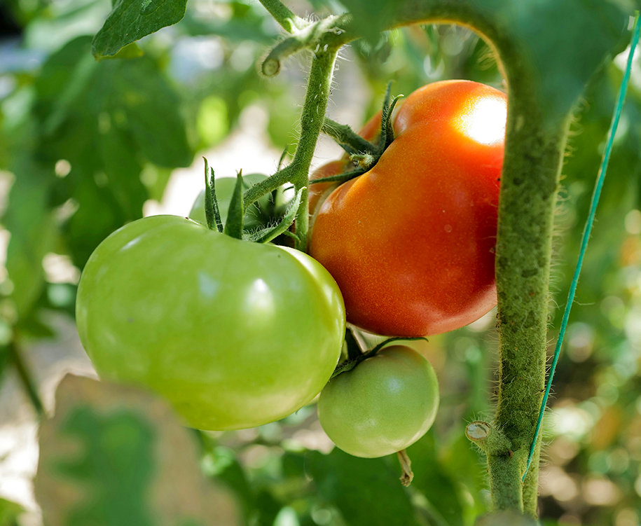 A close up of two tomatoes, one green and one red, growing on the vine.