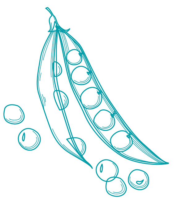 An illustration of a blue peas.